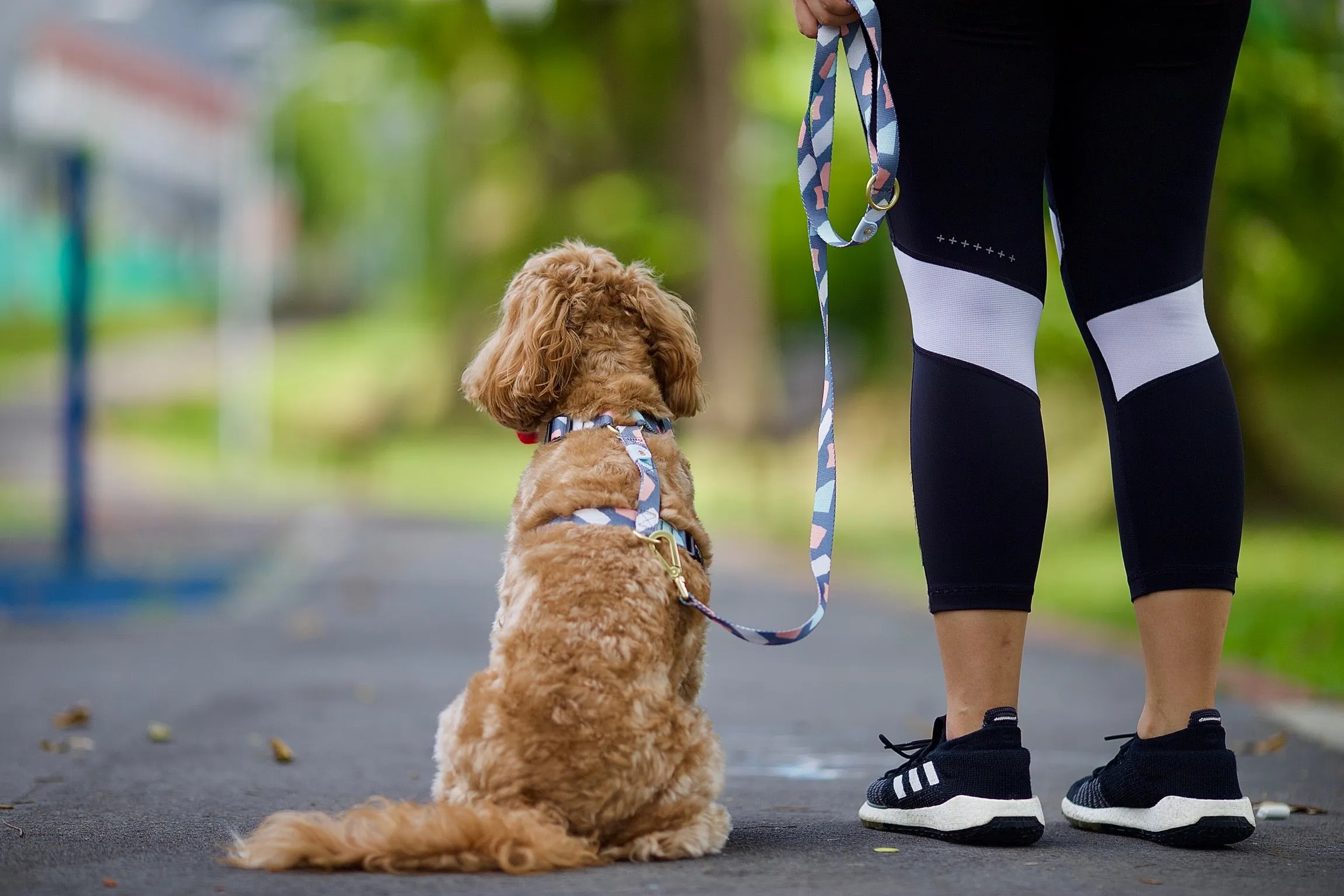 Gentle Pup - Ollie Oliver Maxi Harness