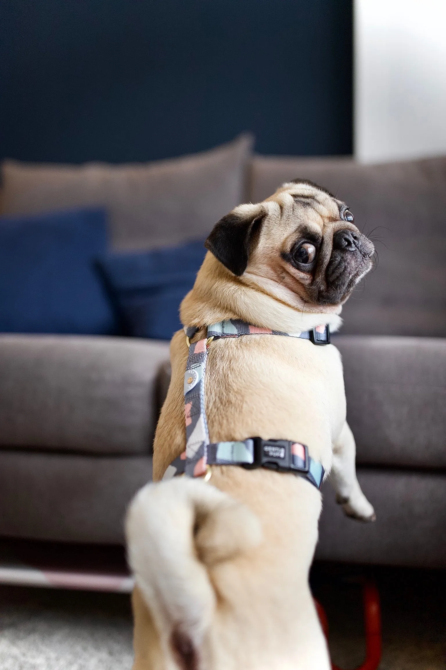 Gentle Pup - Ollie Oliver Maxi Harness